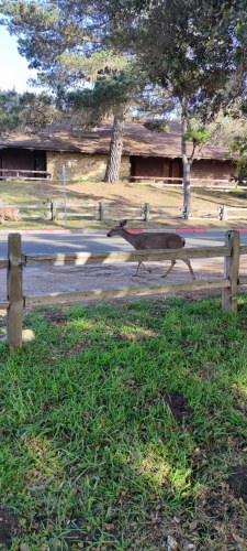 Deer crossing road near Big Sur, Californie Deer crossing road near Big Sur, Californie
