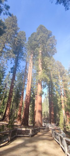 Grand séquoia de Sequoia National Park Grand séquoia de Sequoia National Park