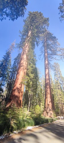 Géants séquoias de Sequoia National Park Géants séquoias de Sequoia National Park