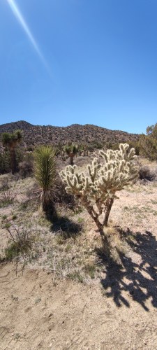 Cholla et yucca à Joshua Tree National Park Cholla et yucca à Joshua Tree National Park