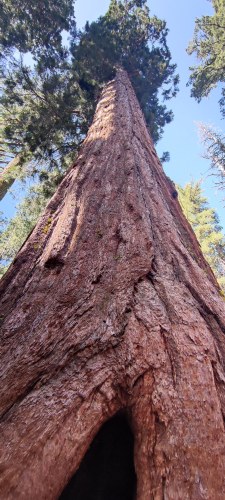 Grand séquoia de Sequoia National Park Grand séquoia de Sequoia National Park