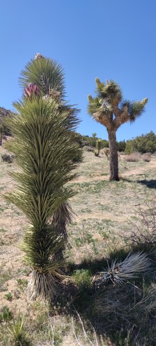 Yucca de Joshua Tree, Californie Yucca de Joshua Tree, Californie