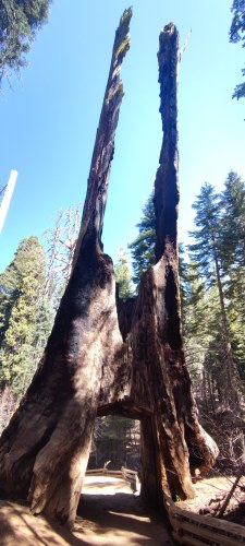 Tronc géant de séquoia, Californie Tronc géant de séquoia, Californie