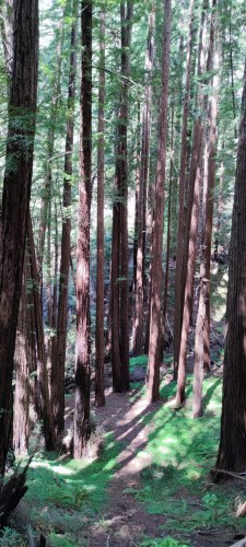 Forêt de séquoias, Californie Forêt de séquoias, Californie