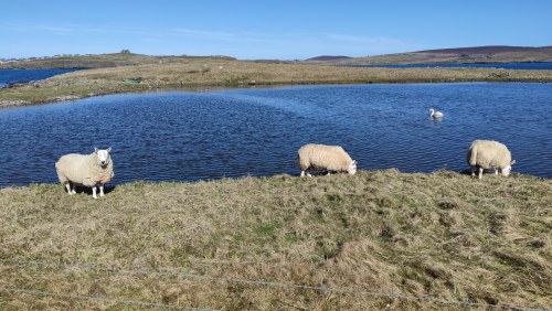 Clickimin Loch, Lerwick, Écosse Clickimin Loch, Lerwick, Écosse
