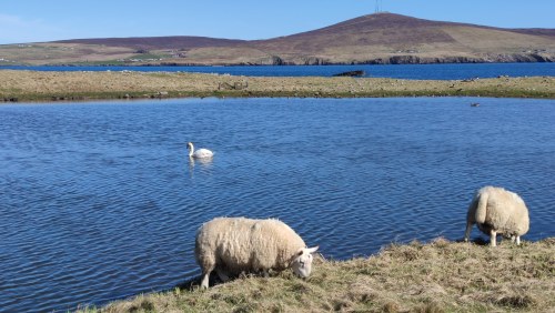 Clickimin Loch, Lerwick, Écosse Clickimin Loch, Lerwick, Écosse