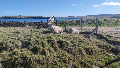 Moutons près de Stornoway, Écosse Moutons près de Stornoway, Écosse