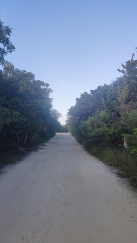 Route sauvage vers les ruines