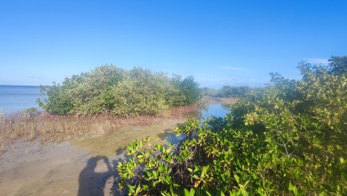 Mangroves du Golfe du Mexique
