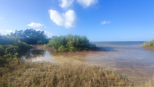 Mangroves de Key Largo