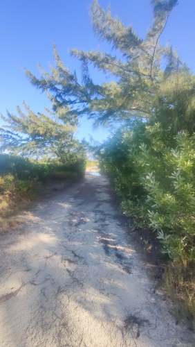 Sentier de plage sous les pins