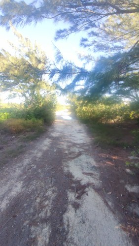 Sentier sous les pins du Golfe