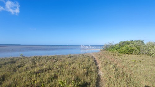Chemins de la mangrove