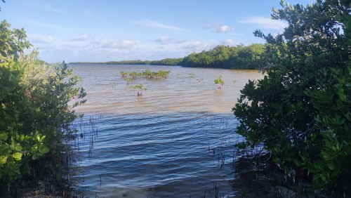 Mangroves du Golfe du Mexique