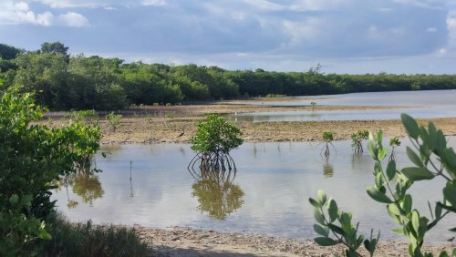 Mangroves du Golfe du Mexique