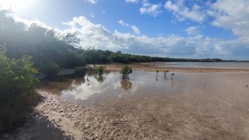 Mangroves au bord du Golfe du Mexique