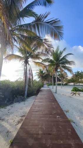 Allée de palmiers à Cancún