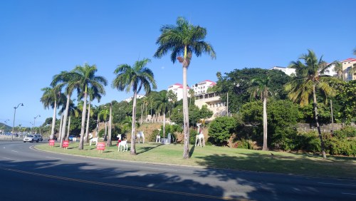 Palmes et décor de Noël à Saint-Martin