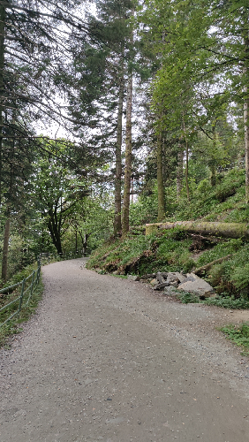 Sentier forestier à Bergen Sentier forestier à Bergen