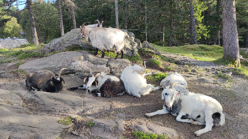 Bergen, les chèvres des montagnes Bergen, les chèvres des montagnes