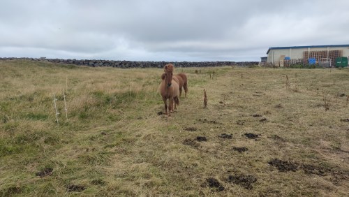 Icelandic Horses Near Reykjavik Icelandic Horses Near Reykjavik